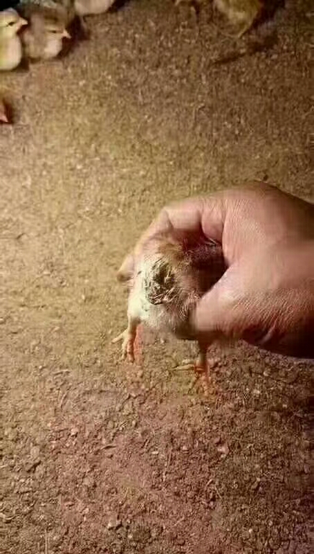 鸡仔养殖技术和注意事项,鸡生蛋的正确养殖方法