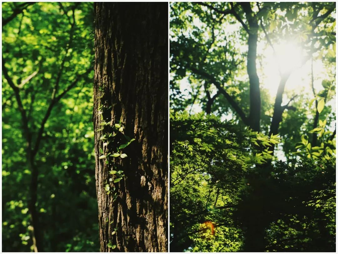 亲测旅游攻略,旅游团游西湖攻略线路地图