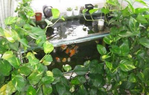 室内绿萝养花知识大全,绿萝养花技巧大全