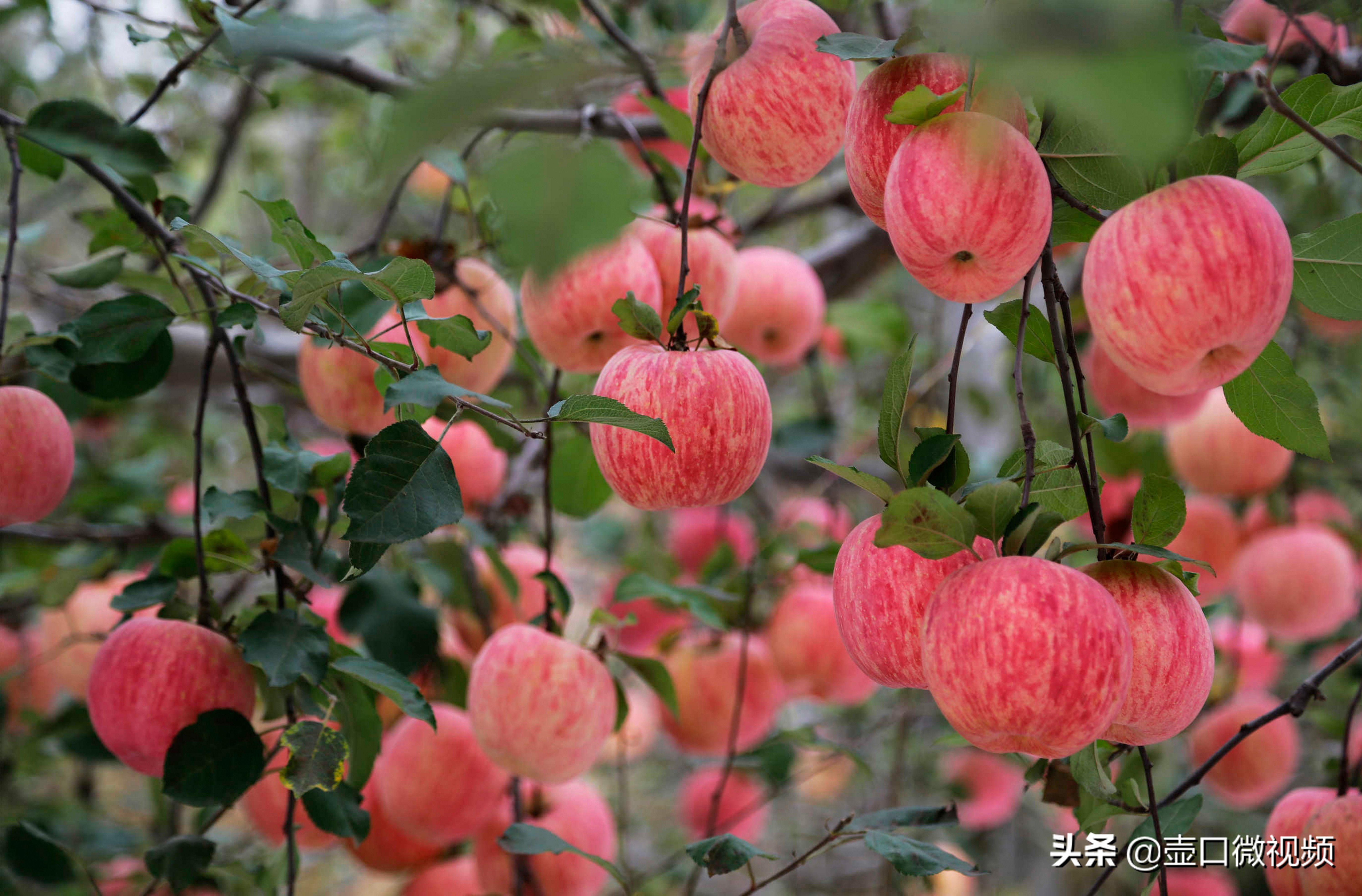 吉县苹果行情怎么样,吉县苹果现在出库价钱