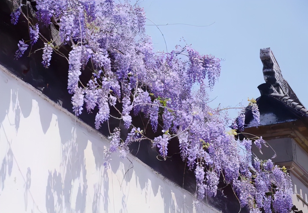 四月的春风西安,四月春风里的樱花