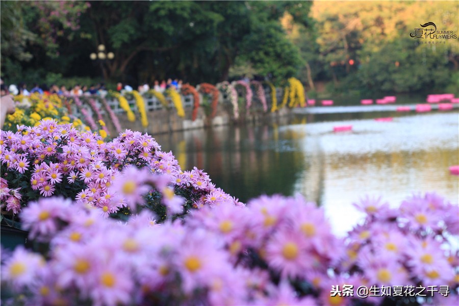 东湖公园菊花展今天还有开放吗,深圳东湖公园菊花展图片