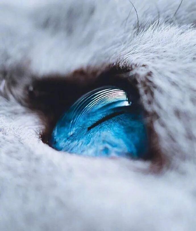 猫眼中好看的猫照片,猫眼猫咪原图