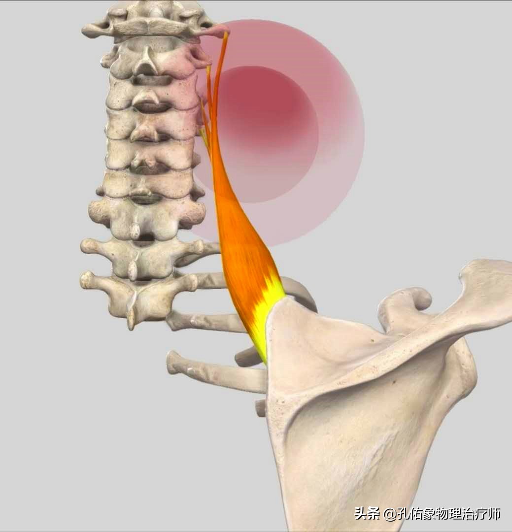 后背肩胛骨内侧一按就疼,右胸内侧和后背肩胛骨疼痛