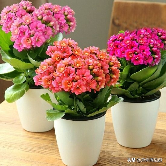 十种最旺客厅的花冬季,春节喜庆花卉有哪些