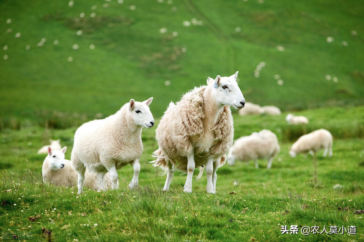 懒人赚钱的100个方法,放养100只羊一年收益