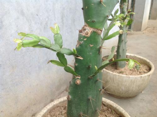 养花必备植物嫁接和养护技巧,养花匠秘籍