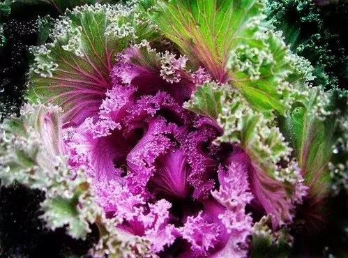 叶牡丹羽衣甘蓝,多头叶牡丹羽衣甘蓝