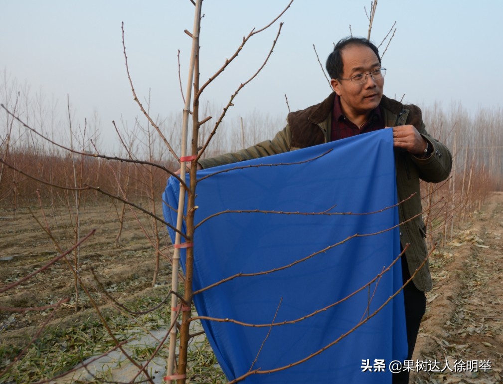 要想种好桃，了解桃的生物学特性是关键，有哪些特性呢