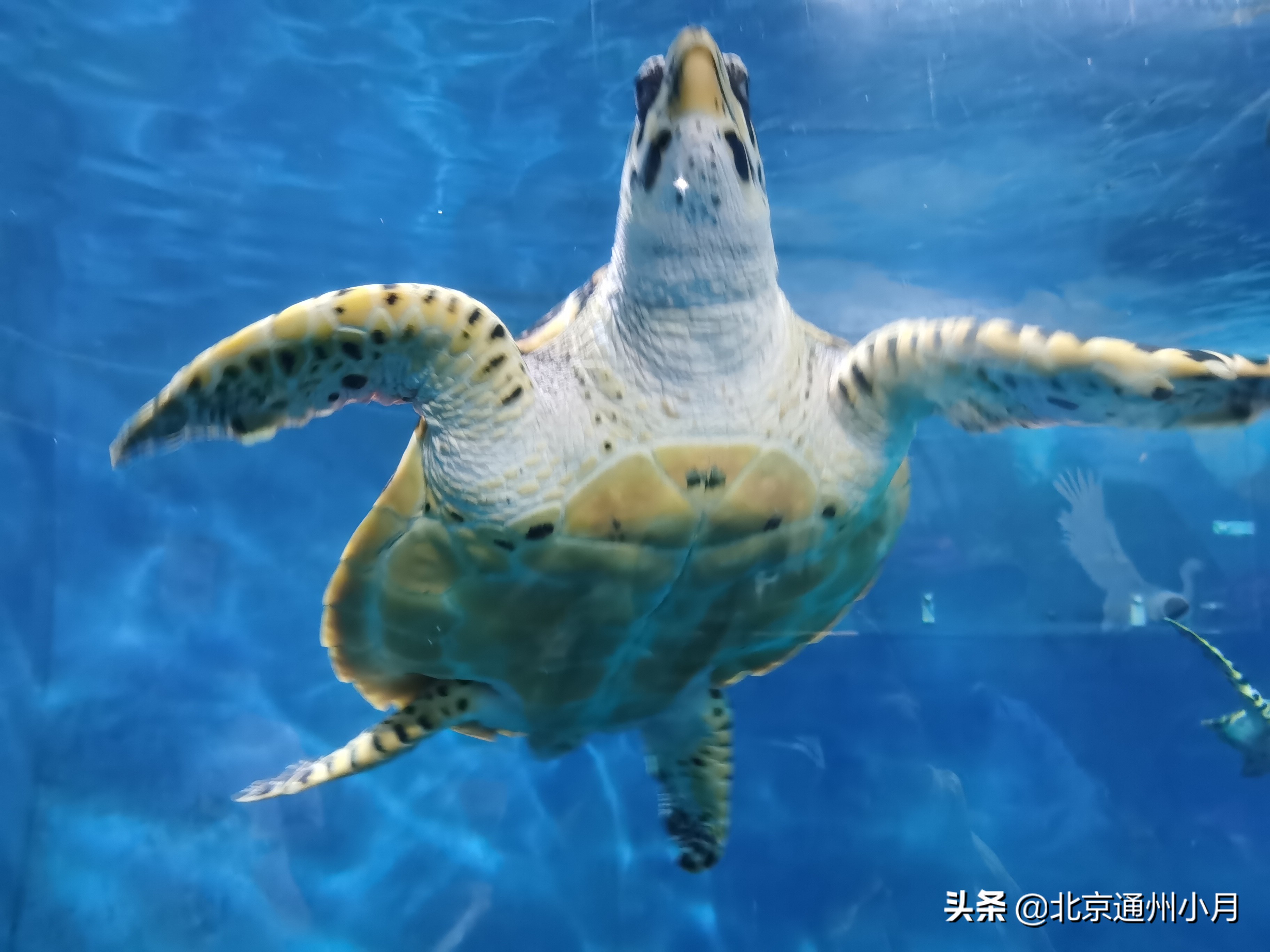 值得去看的海底世界,北京市海底世界门票多少钱