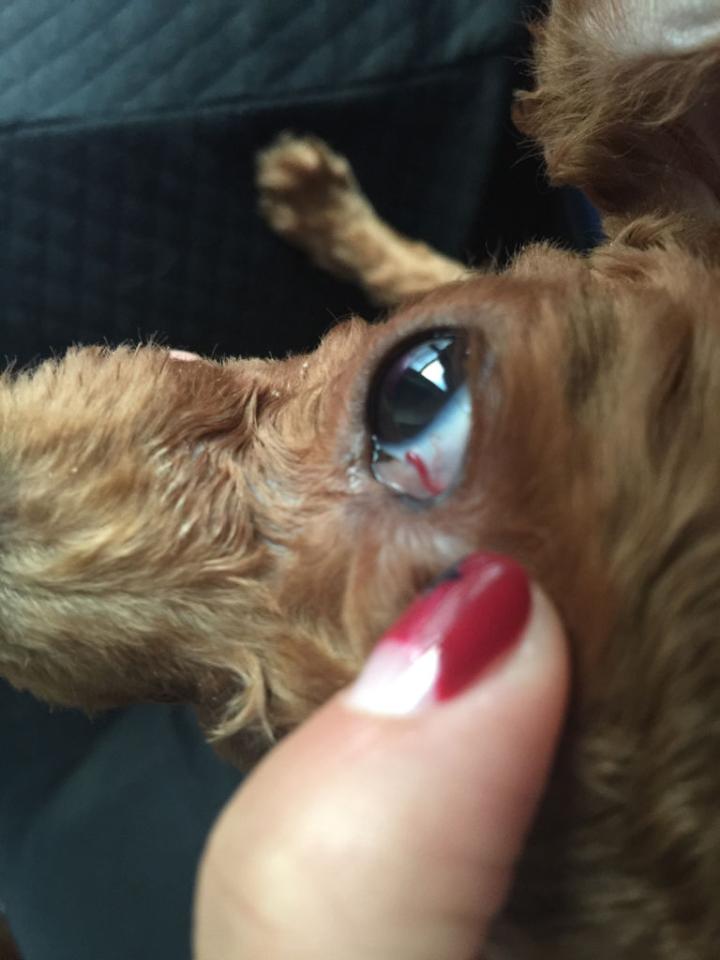 台风天遛狗太不友好了,台风天出门遛狗