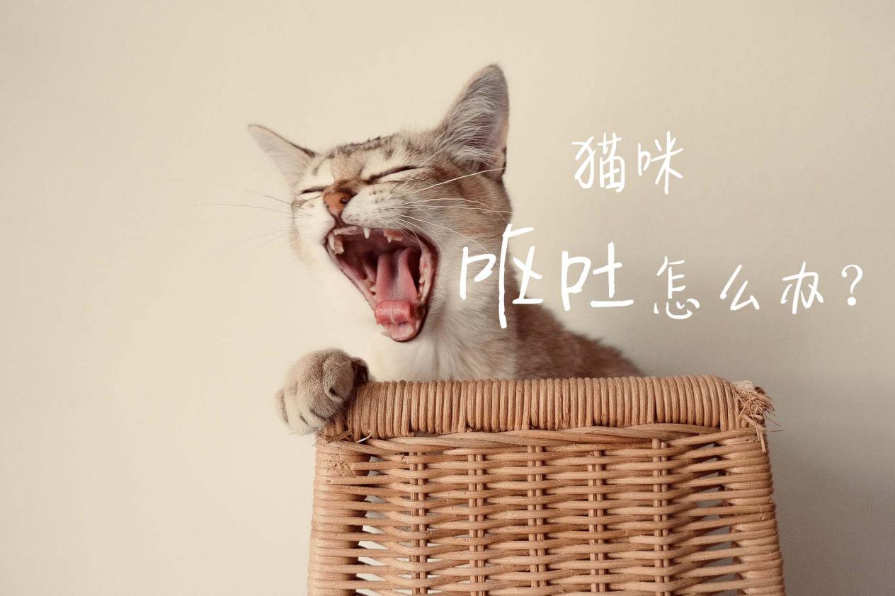 猫咪为啥会吐?吐了怎么办?铲屎官不要慌,4种情况做法不同