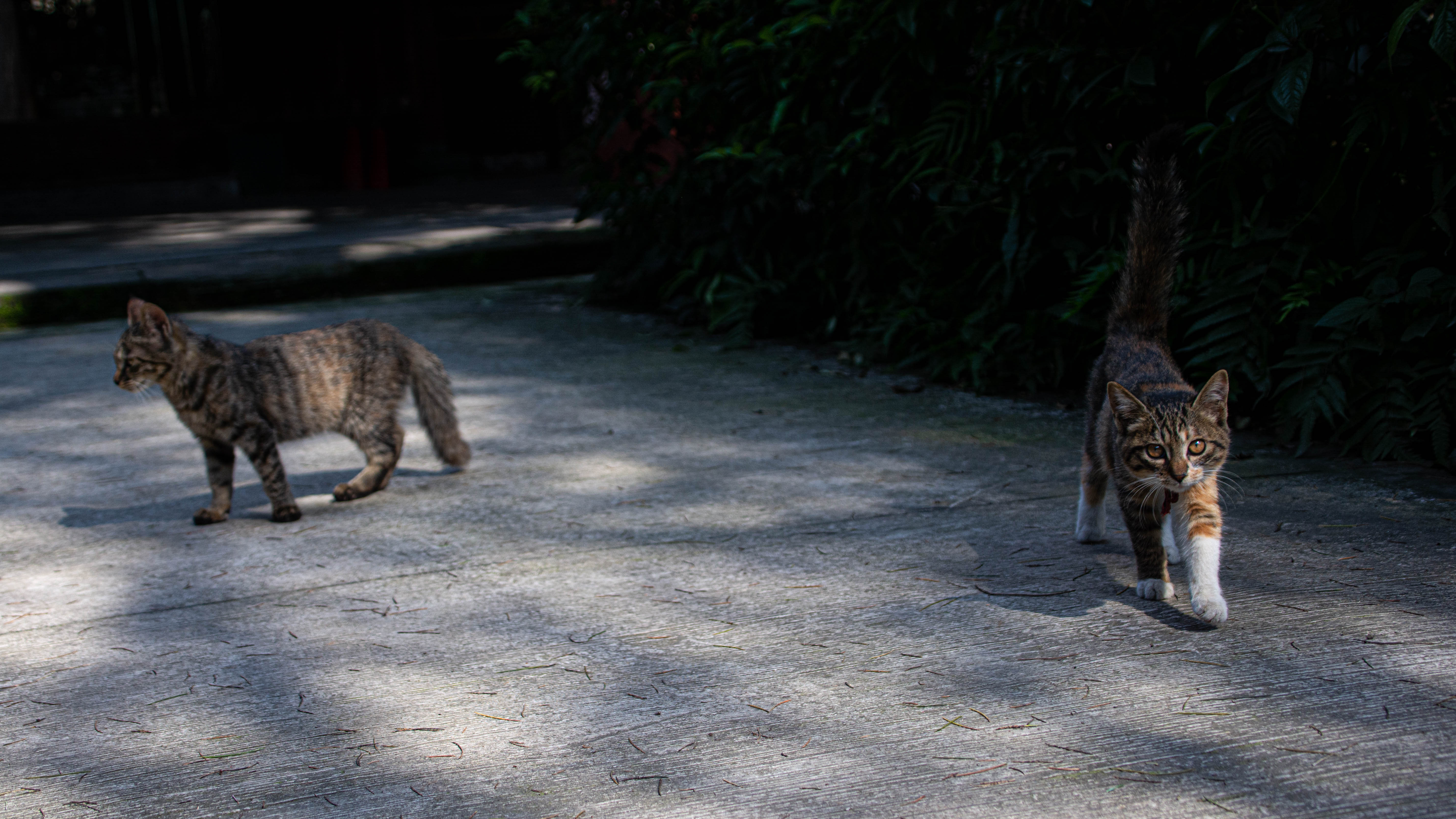 成都十三座清真寺,成都土桥上寺清真寺