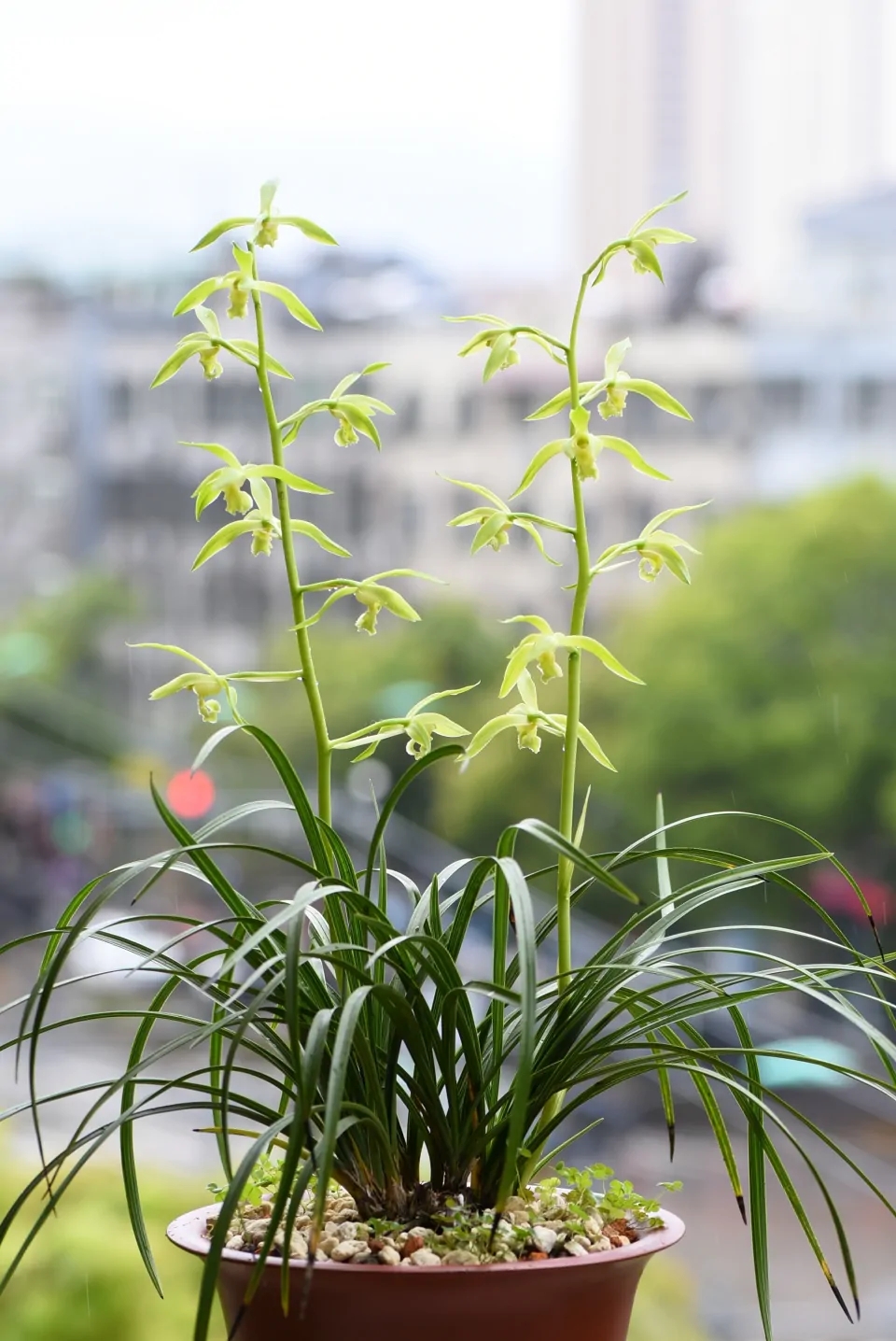 这“38种花”,当你开始收集品种时,你已入坑颇深