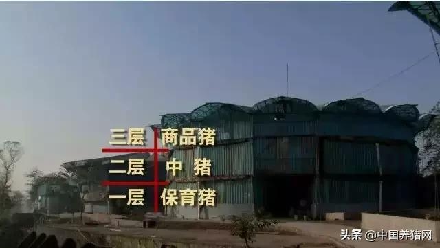 cctv致富经黑猪,cctv7农业节目致富经香猪