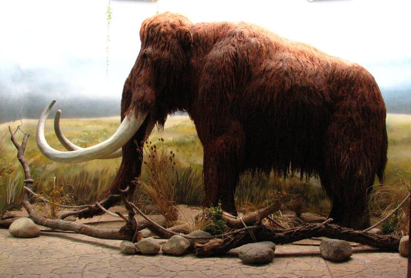 猛犸象杀死原始人,猛犸象杀人事件