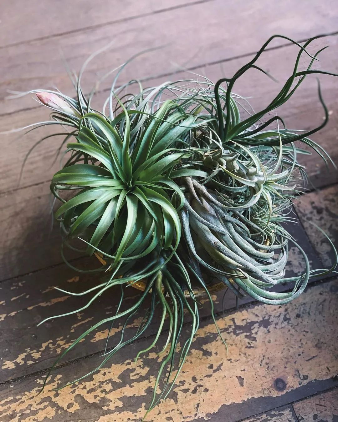 金盆洗手吧，植物杀手们