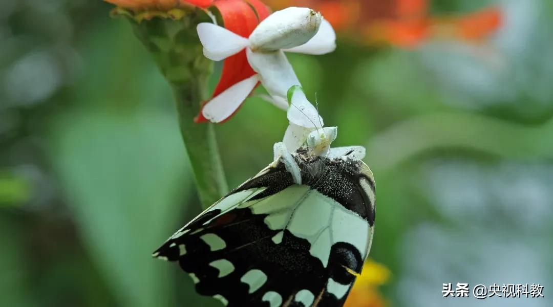 背着猎物尸体行走江湖，它这是“吃饱撑的”？