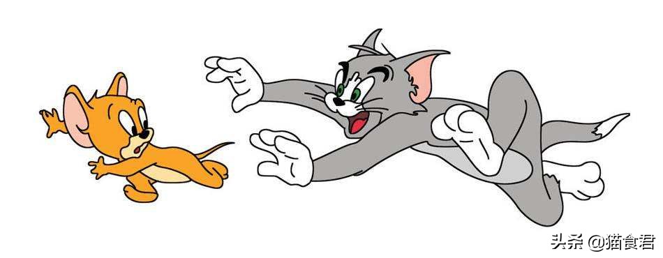 劝养猫的人别养两只猫,劝养猫的朋友都别养两只猫