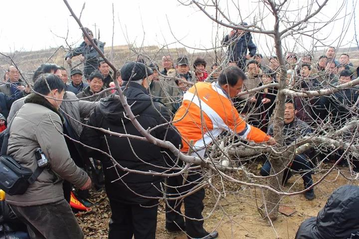 苹果树的正确修剪方法,专家手把手教苹果树修剪