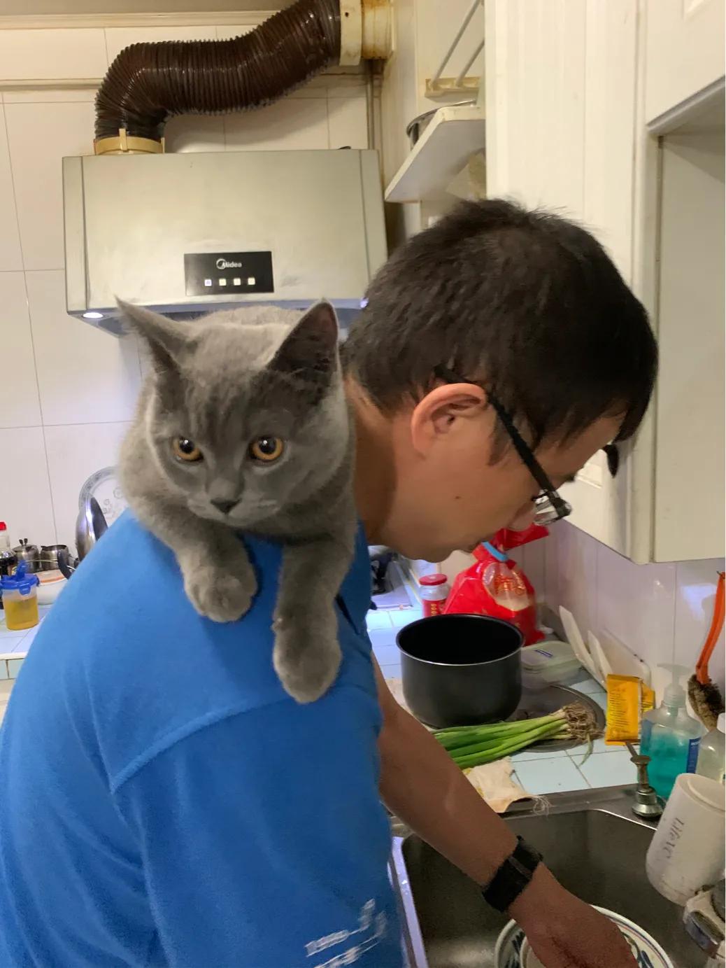 养一只英短蓝猫需要花多少钱,新手养英短蓝猫的十大忠告