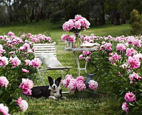 花园设计前沿趋势|14种澳洲庭院花园类型(上篇),全面细致