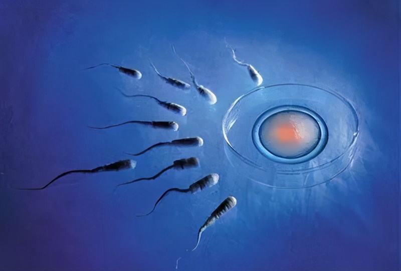 人工授精和试管婴儿哪个容易成功,人工授精和试管婴儿应该如何选择