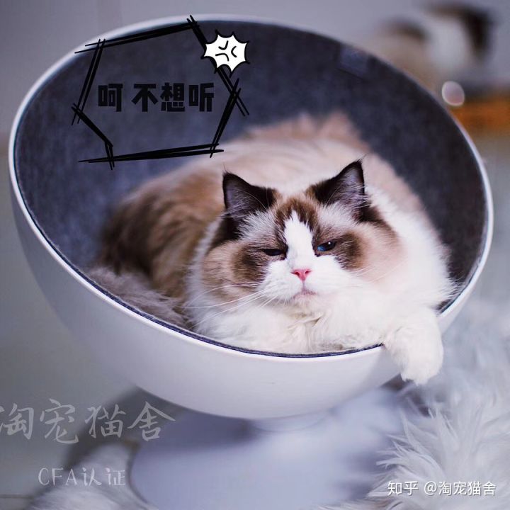 养一只布偶猫是什么感受啊,布偶猫好养吗有什么优点