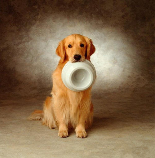 最聪明的狗狗排行榜第一位,国内狗狗的品种大全