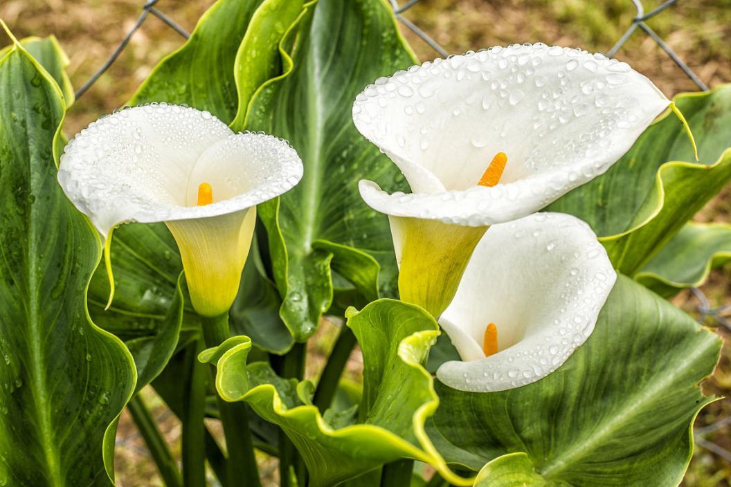 别说你对绿植没有误解，来看看你占哪一条