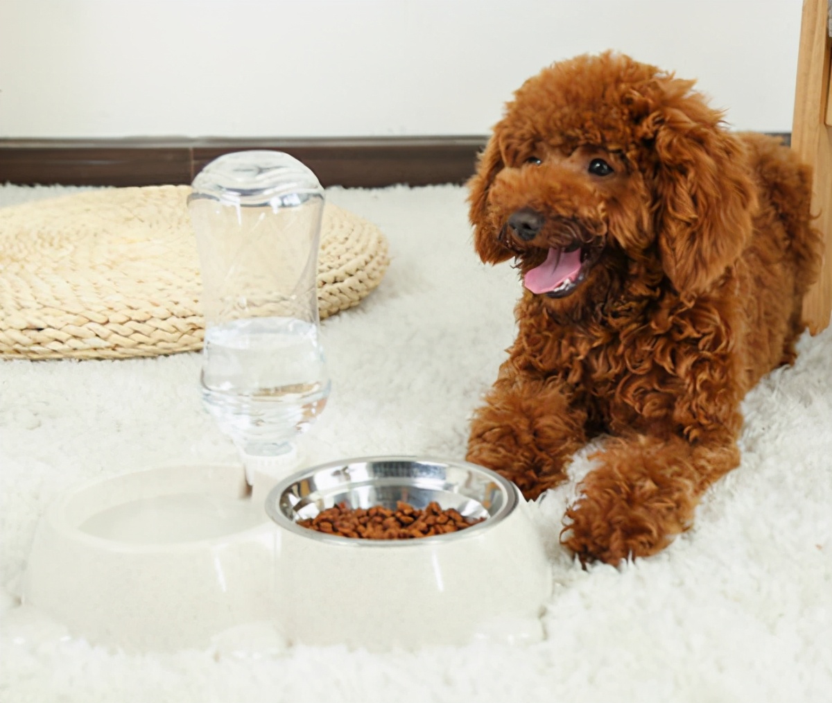 泰迪犬咬主人咋办,泰迪犬老是咬自己怎么回事