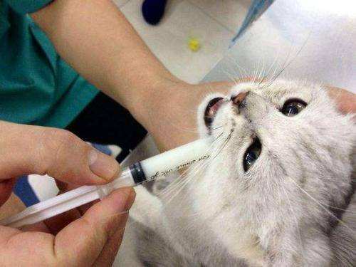 猫咪不吃药吃的药都吐出来怎么办,猫生病给猫喂很多药要注意什么