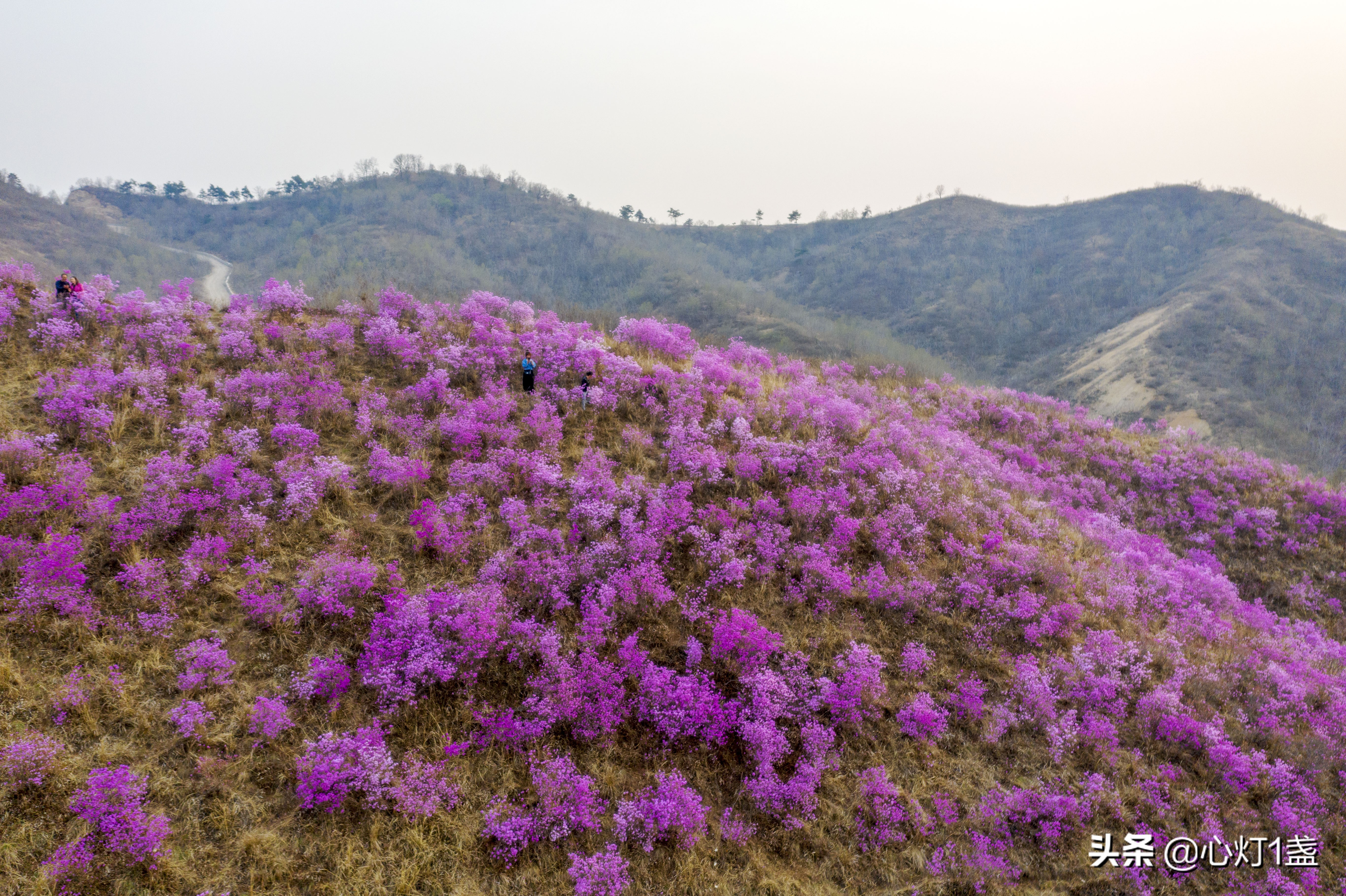 岫岩映山红什么季节开,岫岩映山红花期开多久