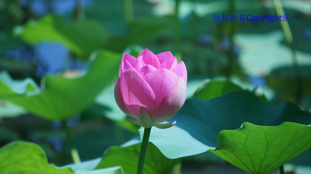 北京紫竹院的荷花：德国Pentacon与日本Minolta镜头实拍对比