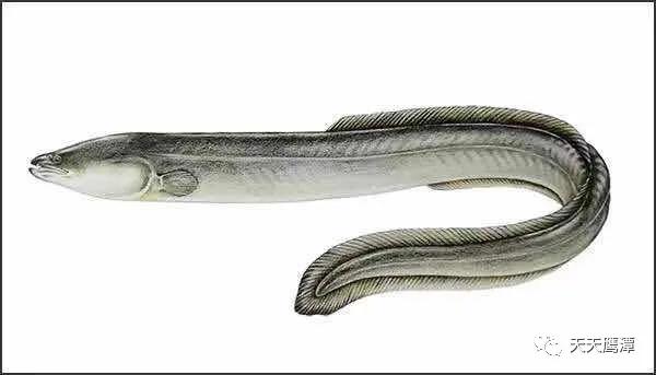 江西人回家创业养殖,回国创业湖南人