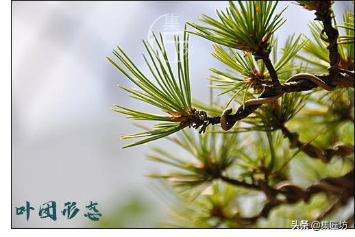 夏季盆景管理技巧,五根松盆景平常如何养护