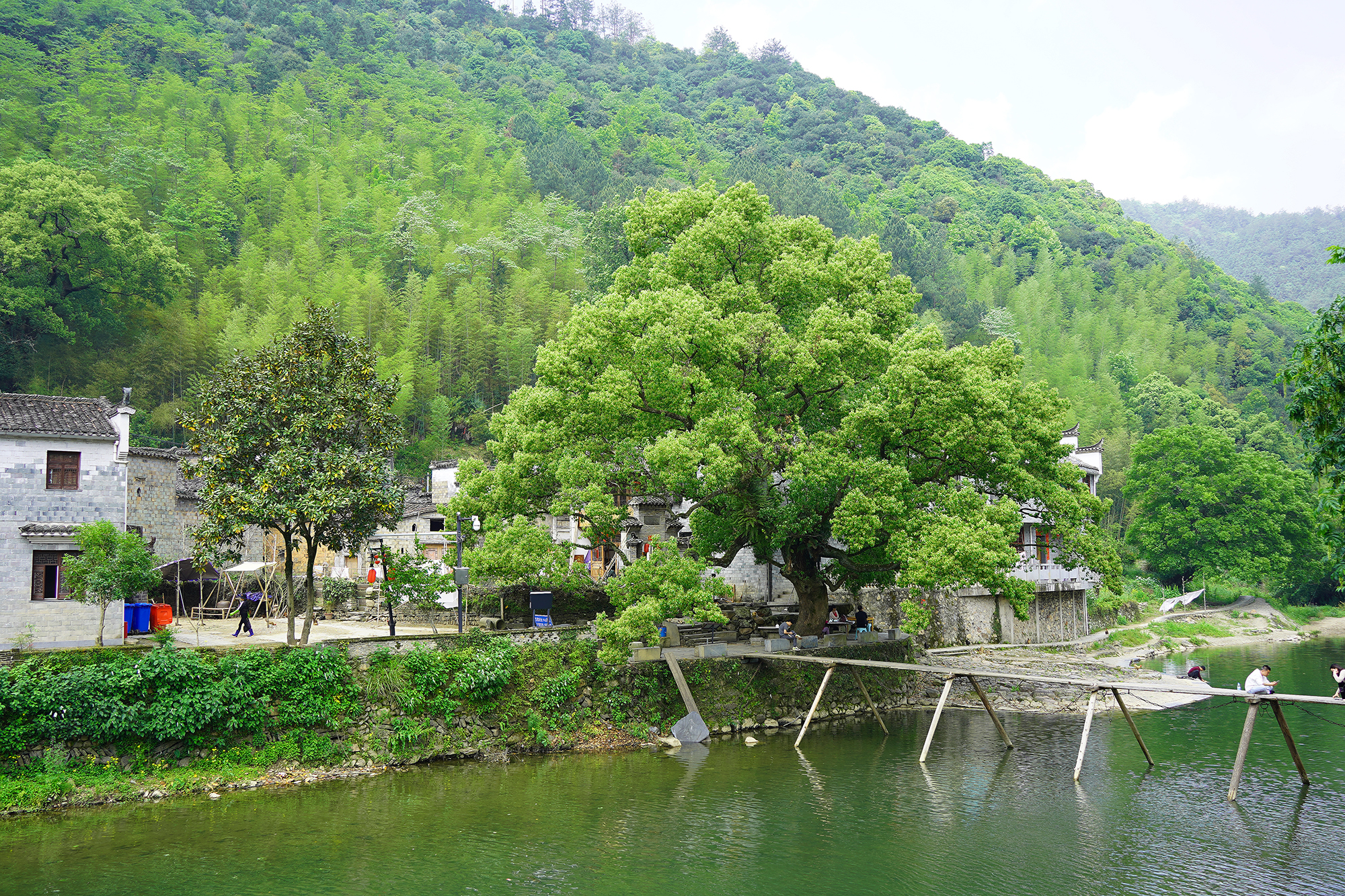 景德镇茶之源瓷之都,景德镇浮梁茶文化