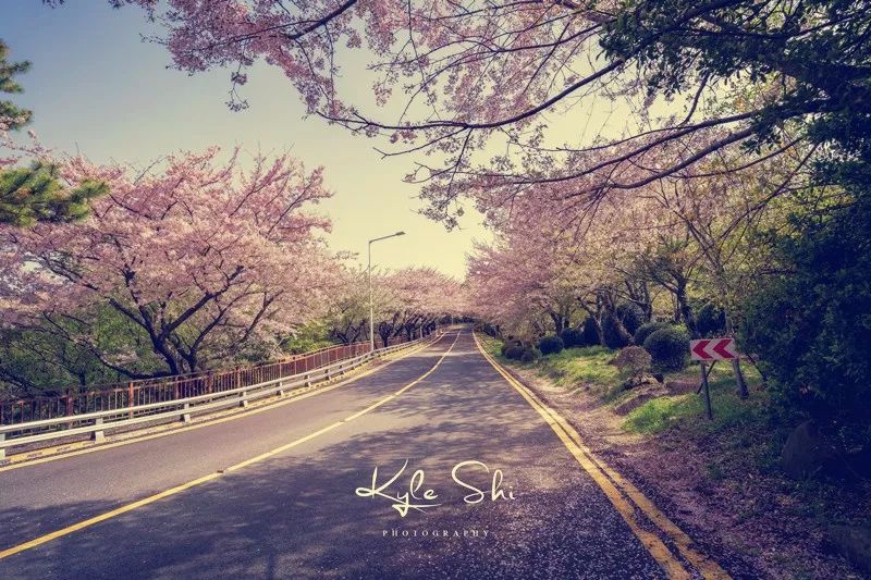 樱花季去京都怎么避免人太多,樱花季去日本旅行