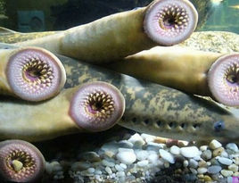 盘点各种霸道吸血鬼动漫,盘点动漫吸血鬼女性角色