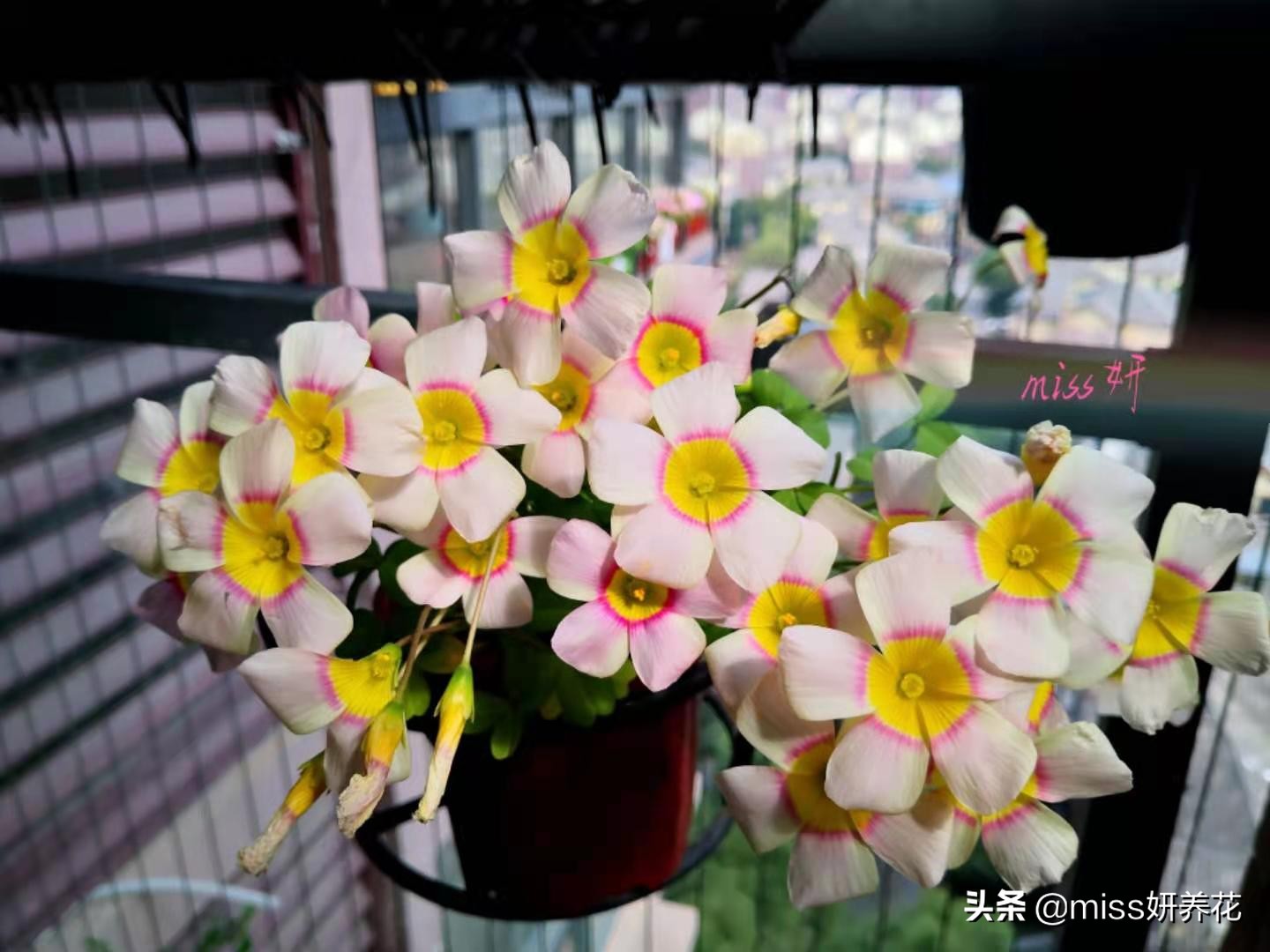 酢浆草种球品种图鉴大全,酢浆草种球品种图鉴