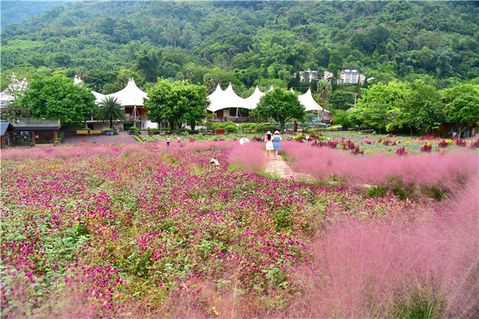 肇庆市粉黛乱子草,肇庆德庆盘龙峡薰衣草