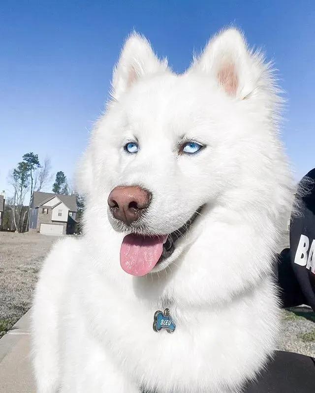 网友家的狗出门常被认错，二哈：“你才是萨摩，老子是哈士奇！”