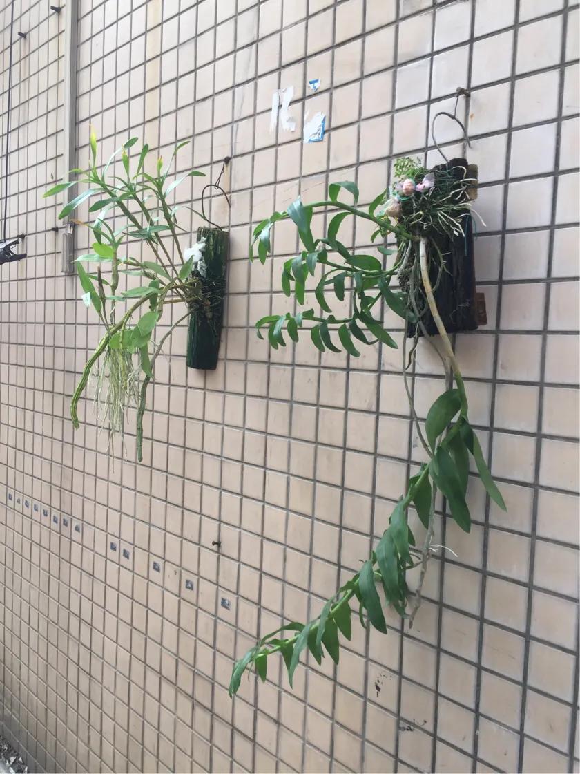 石斛兰烂头如何抢救,石斛兰花苞枯萎怎么救活