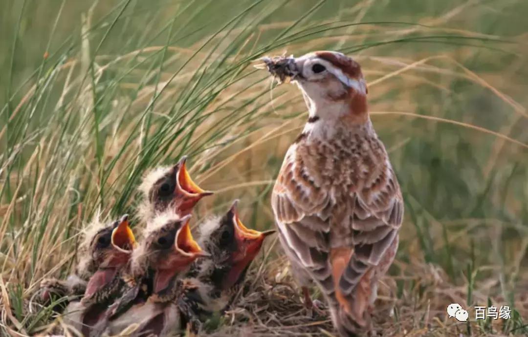 百灵鸟怎样判断是不是感冒,百灵鸟返生吗