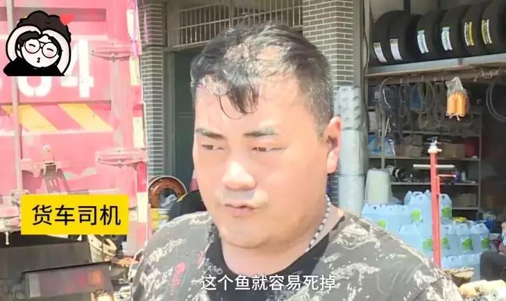 运鱼车突发故障消防换水救鱼,货车运送鱼发生意外