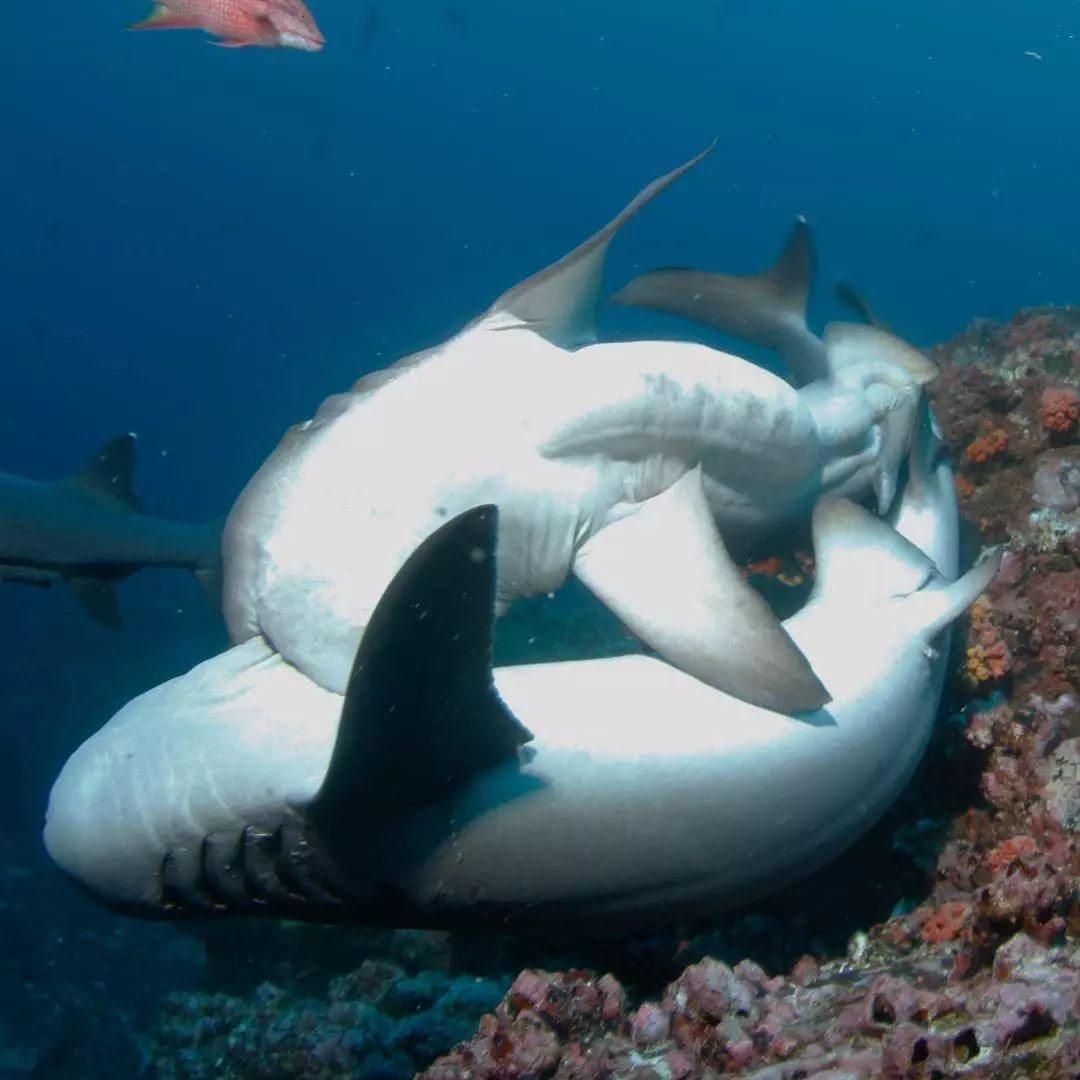 自出生之日它们注定会成为海洋里的杀手你了解鲨鱼吗？