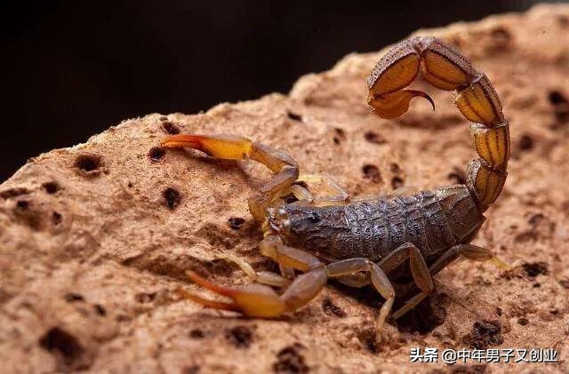 蝎子养殖的知识和方法,养蝎子十养九不成原因