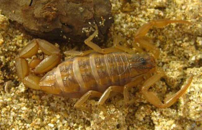 蝎子王的可怕之处,蝎子王都有哪些