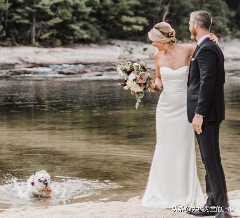 狗狗在主人婚礼上“拉粑粑”，非但没把事搞砸，还让氛围更温馨了