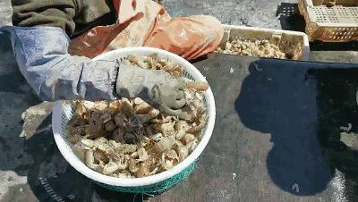 有一种炫富叫辽宁开海,在山东有一种炫富叫开海